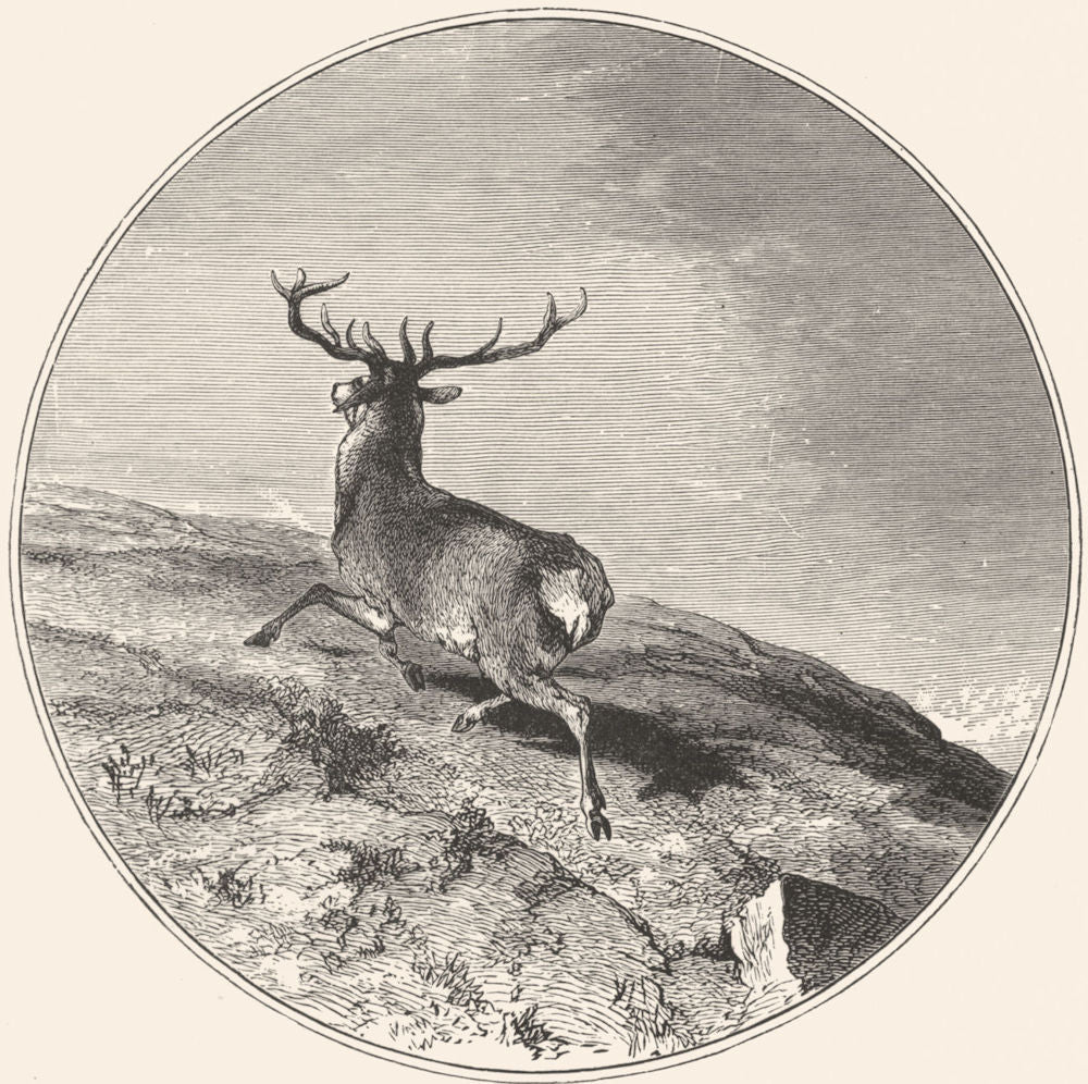 DEER. Missed-Landseer c1880 old antique vintage print picture